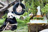 Seekor Giant Panda jantan bernama Cai Tao memakan bambu saat perayaan satu tahun kedatangannya di Istana Panda, Taman Safari Indonesia, Cisarua, Kabupaten Bogor, Jawa Barat, Sabtu (29/9). Sepasang Giant Panda bernama Cai Tao (jantan) dan Hu Chun (betina) yang didatangkan dari negara Cina dan merupakan satwa ikonik dunia tersebut telah satu tahun berada di Istana Panda Indonesia dalam kondisi sehat, lincah dan semakin bertambah berat badannya. ANTARA JABAR/Arif Firmansyah/agr/18.