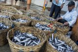 Nelayan menata ikan jenis tongkol lisong di Tempat Pelelangan Ikan (TPI) Pelabuhan Ratu, Kabupaten Sukabumi, Jawa Barat, Selasa (25/9). Menteri Kelautan dan Perikanan Susi Pujiastuti optimis ikan tangkap Indonesia tahun 2018 tumbuh 10 sampai 20 persen dengan potensi maksimal mencapai 8,16 juta ton. ANTARA JABAR/Nurul Ramadhan/agr/18