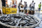 Nelayan menata ikan jenis tongkol lisong di Tempat Pelelangan Ikan (TPI) Pelabuhan Ratu, Kabupaten Sukabumi, Jawa Barat, Selasa (25/9). Menteri Kelautan dan Perikanan Susi Pujiastuti optimis ikan tangkap Indonesia tahun 2018 tumbuh 10 sampai 20 persen dengan potensi maksimal mencapai 8,16 juta ton. ANTARA JABAR/Nurul Ramadhan/agr/18