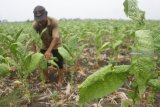 Petani merawat tanaman tembakau miliknya yang mengkerut daunnya akibat kekurangan air di Pangkur, Ngawi, Jawa Timur, Kamis (20/9). Petani tembakau setempat mengaku, cuaca panas serta minimnya curah hujan di kawasan tersebut membuat daun tembakau banyak yang mengkerut akibat kekurangan air, sehingga produksi daun tembakau basah menjadi turun dari 6 ton menjadi 3 ton per hektare. Antara Jatim/Ari Bowo Sucipto/mas/18.