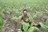 Petani merawat tanaman tembakau miliknya yang mengkerut daunnya akibat kekurangan air di Pangkur, Ngawi, Jawa Timur, Kamis (20/9). Petani tembakau setempat mengaku, cuaca panas serta minimnya curah hujan di kawasan tersebut membuat daun tembakau banyak yang mengkerut akibat kekurangan air, sehingga produksi daun tembakau basah menjadi turun dari 6 ton menjadi 3 ton per hektare. Antara Jatim/Ari Bowo Sucipto/mas/18.