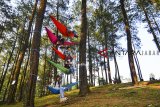 Wisatawan menikmati hammock atau ayunan yang dipasang diantara pohon pinus di Wisata Hutan Pinus Batu Cakra, Darmacaang, Kabupaten Ciamis, Jawa Barat, Sabtu (22/9). Wisata Hutan Pinus yang terletak di kaki Gunung Sawal tersebut dikelola oleh Perhutani Kabupaten Ciamis bekerjasama dengan Pemberdayaan Lembaga Masyarakat Desa Hutan (LMDH) menyediakan keindahan panorama wilayah Ciamis dan Tasikmalaya dari atas ketinggian. ANTARA JABAR/Adeng Bustomi/agr/18