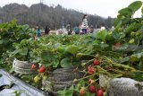 Wisatawan memetik buah strawberry di kebun milik petani di Desa Ngancar, Kecamatan Plaosan, Kabupaten Magetan, Jawa Timur, Selasa (11/9). Pemilik kebun memberi kebebasan kepada wisatawan untuk memilih dan memetik sendiri buah strawberry dengan dihargai Rp10.000 per ons. Antara Jatim/Siswowidodo/mas/18.