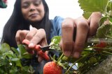 Wisatawan memetik buah strawberry di kebun milik petani di Desa Ngancar, Kecamatan Plaosan, Kabupaten Magetan, Jawa Timur, Selasa (11/9). Pemilik kebun memberi kebebasan kepada wisatawan untuk memilih dan memetik sendiri buah strawberry dengan dihargai Rp10.000 per ons. Antara Jatim/Siswowidodo/mas/18.