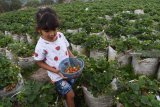 Wisatawan memetik buah strawberry di kebun milik petani di Desa Ngancar, Kecamatan Plaosan, Kabupaten Magetan, Jawa Timur, Selasa (11/9). Pemilik kebun memberi kebebasan kepada wisatawan untuk memilih dan memetik sendiri buah strawberry dengan dihargai Rp10.000 per ons. Antara Jatim/Siswowidodo/mas/18.