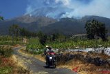 Kebakaran Hutan Gunung Sumbing