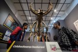 Pelajar memperhatikan fosil asli dari babi rusa purba (Celebochoerus Heekereni) yang merupakan koleksi baru dari Museum Geologi, Bandung, Jawa Barat, Rabu (12/9/2018). Koleksi baru fauna endemik Sulawesi tersebut ditemukan dari hasil penelitian yang dilakukan oleh Pusat Survei Geologi sejak 1986 hingga 1992 di Desa Beru dan Sompoh, Kabupaten Soppeng, Sulawesi Selatan yang dilanjutkan dalam bentuk kerjasama PPPG dengan The Biodiversity Centre. (ANTARA FOTO/Raisan Al Farisi) 