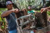 Pekerja memasukkan sarang madu yang dihasilkan lebah madu (Apis) ke dalam alat giling peras saat panen di Desa Kedungsari, Singorojo, Kendal, Jawa Tengah, Selasa (18/9/2018). Madu yang dihasilkan dari budidaya lebah madu di sekitar perkebunan kopi dan karet itu dipasarkan ke wilayah Jawa Timur dan Jawa Tengah seharga Rp200.000 per botol (1,5 liter).  (ANTARA FOTO/Aji Styawan)