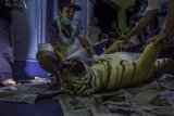 Tim medis melakukan nekropsi atau bedah bangkai harimau Sumatera liar yang mati terjerat, di kantor Balai Besar Konservasi Sumber Daya Alam (BBKSDA) Riau, Kota Pekanbaru, Rabu malam (26/9). Hasil diagnosa awal menunjukan harimau betina berusia empat tahun itu mati lemas akibat terjerat kawat baja diperutnya, yang turut menewaskan bayi harimau yang sedang dikandungnya. ANTARA FOTO/FB Anggoro/pd/18.