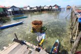 Petani membawa rumput laut untuk dikeringkan di Kampung Malahing, Bontang, Kalimantan Timur, Senin (17/9/2018). Kampung Malahing merupakan salah satu kampung terapung di kawasan perairan Bontang, Kalimantan Timur yang berhasil mengembangkan komoditas rumput laut binaan BUMN Pupuk Kaltim.  (ANTARA FOTO/Reno Esnir)