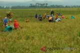 Jasindo bayar klaim 159,3 hektare sawah gagal panen