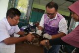 Petugas menyuntikkan vaksin rabies pada hewan peliharaan di Desa Gedongkiwo, Mantrijeron, DI Yogyakarta, Rabu (26/9). Dinas Pertanian Pangan Kelautan dan Perikanan Kota Yogyakarta memberikan vaksin kepada hewan peliharaan warga agar hewan terbebas dari rabies. ANTARA FOTO/Hendra Nurdiyansyah/kye/18.