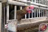 Rumah potong unggas Mataram akan berstandar nasional