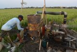 Petani memeriksa mesin pompa air tanah di persawahan Desa Sidomulyo, Sawahan, Kabupaten Madiun, Jawa Timur, Selasa (16/10). Menurut petani setempat, permukaan air tanah pada musim kemarau ini mengalami penurunan sekitar 1,5 meter, sehingga para petani menurunkan posisi mesin pompa airnya sedalam sekitar 1,5 meter agar mampu menyedot air dari dalam tanah untuk irigasi. Antara Jatim/Siswowidodo/mas.