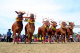 Pasangan sapi sonok (sapi hias) melakukan difile saat 