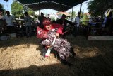 Peserta perempuan beradu kekuatan saat mengikuti gulat tradisional (okol) di Desa Made, Sambikerep, Surabaya, Jawa Timur, Minggu (7/10). Gulat tradisional di atas tumpukan jerami yang menjadi bagian dari Sedekah Bumi tersebut merupakan wujud kegembiraan warga atas limpahan hasil bumi dan guna mempererat persaudaraan. Antara Jatim/Moch Asim/18.