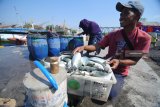 Nelayan menurunkan ikan tangkapannya  di Pelabuhan Tanglok, Sampang, Jatim, Selasa (2/10). Dalam sepekan terakhir harga ikan di daerah itu mulai turun menyusul tangkapan nelayan setempat mulai meningkat. Antara Jatim/Saiful Bahri/mas/18.