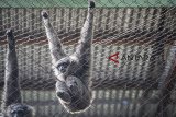 Seekor Owa Jawa (Hylobates Moloch) bergelantungan jelang Hari Owa Internasional di Bandung Zoo, Bandung, Jawa Barat, Rabu (24/10/2018). Owa jawa merupakan sejenis primata anggota suku Hylobatidae yang populasinya tersisa antara 1.000–2.000 ekor. ANTARA JABAR/M Agung Rajasa/agr.