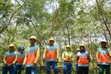 Sejumlah warga Dusun Natai yang turut melakukan penanaman dan pemeliharaan pepohonan berdiri di Hutan Reklamasi Unit Bisnis Pertambangan (UBP) Bauksit PT Antam TBK di Kecamatan Tayan, Kabupaten Sanggau, Kalbar, Selasa (16/10/2018). Sejak 2013 UBP Bauksit PT Antam TBK mengelola hutan reklamasi dengan cara melakukan penanaman kembali di areal bekas tambang, dan turut melibatkan warga setempat yang bermukim di sekitar lokasi. ANTARA FOTO/Jessica Helena Wuysang
