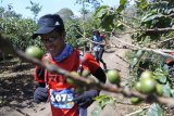 Peserta mengikuti lomba lari 'Ijen Trail Running' di kawasan Gunung Ijen,  Kecamatan Ijen, Bondowoso, Jawa Timur, Minggu (30/9). Ratusan peserta dari 23 negara mengikuti lari lintas alam Ijen Trail Running untuk memperkenalkan destinasi wisata agar memberikan dampak ekonomi bagi masyarakatÂ Bondowoso. Antara Jatim/Seno/mas/18.