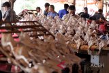 Pedagang melayani pengunjung berbelanja ayam potong di pasar induk Lambaro, Kabupaten Aceh Besar, Aceh, Selasa (31/10/2018). Pusat Darurat Untuk Penyakit Hewan Lintas Batas, Emergency Centre Fot Transboundary Animal Diseases (ECTAD)), Badan Pangan dan Pertanian PBB (FAO) bekerjsama dengan pemerintah Indonesia terus melakukan kampanye mengenai daging ayam, Aman, Sehat,Utuh, dan Halal (ASUH) kepada pelaku usaha perungasan dan masyarakat guna mengantisipasi ancaman virus Highly Pathogenic Avian Influenza (HPAI). (Antara Aceh/Ampelsa)