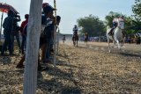 Joki memacu kuda tunggangannya saat berlangsungnya kejuaraan pacuan kuda di Lapangan Sarirogo, Sidoarjo, Jawa Timur, Jumat (12/10). Kejuaraan yang diiikuti sejumlah kota di Jawa Timur ini digelar dengan tujuan mencari bibit-bibit kuda pacuan, dan menggali potensi atlet berkuda khususnya di Kabupaten Sidoarjo. Antara Jatim/Umarul Faruq/mas/18.