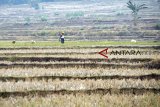 Warga melintas di lahan sawah yang kering di Jonggol, Bogor, Jawa Barat, Kamis (11/10). Menurut Dinas Tanaman Pangan dan Holtikultura Provinsi Jawa Barat sejak April- Oktober 2018 ini jumlah lahan sawah di Jabar yang terdampak kekeringan mencapai 25.862 hektare, dari jumlah tersebut sebanyak 4.000 hektare rusak ringan, 3.254 rusak berat dan 6.449 hektare mengalami puso. ANTARA JABAR/Yulius Satria Wijaya/agr/18.