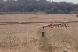 Warga melintas di lahan sawah yang kering di Jonggol, Bogor, Jawa Barat, Kamis (11/10). Menurut Dinas Tanaman Pangan dan Holtikultura Provinsi Jawa Barat sejak April- Oktober 2018 ini jumlah lahan sawah di Jabar yang terdampak kekeringan mencapai 25.862 hektare, dari jumlah tersebut sebanyak 4.000 hektare rusak ringan, 3.254 rusak berat dan 6.449 hektare mengalami puso. ANTARA JABAR/Yulius Satria Wijaya/agr/18.