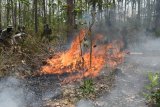 Anggota Satuan Brimob Polda Jawa Timur melakukan simulasi pemadaman kebakaran saat mengikuti Pelatihan Peningkatan Kemampuan Search And Rescue (SAR) di Hutan Saradan, Kabupaten Madiun, Jawa Timur, Selasa (9/10). Pelatihan SAR yang diikuti 400 personel Brimob Polda Jatim dimaksudkan untuk meningkatkan kemampuan SAR dalam rangka penanganan kebakaran hutan dan lahan, tanah longsor dan banjir. Antara Jatim/Siswowidodo/mas/18.