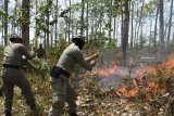 Anggota Satuan Brimob Polda Jawa Timur melakukan simulasi pemadaman kebakaran saat mengikuti Pelatihan Peningkatan Kemampuan Search And Rescue (SAR) di Hutan Saradan, Kabupaten Madiun, Jawa Timur, Selasa (9/10). Pelatihan SAR yang diikuti 400 personel Brimob Polda Jatim dimaksudkan untuk meningkatkan kemampuan SAR dalam rangka penanganan kebakaran hutan dan lahan, tanah longsor dan banjir. Antara Jatim/Siswowidodo/mas/18.