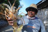 Nelayan menunjukkan udang lobster tangkapannya di Pantai Jumiang, Pamekasan, Jatim, Kamis (4/10). Lobster jenis mutiara tersebut dijual ke pengepul Rp280.000 per kg. Antara Jatim/Saiful Bahri/mas/18. 