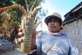 Nelayan menunjukkan udang lobster tangkapannya di Pantai Jumiang, Pamekasan, Jatim, Kamis (4/10). Lobster jenis mutiara tersebut dijual ke pengepul Rp280.000 per kg. Antara Jatim/Saiful Bahri/mas/18. 
