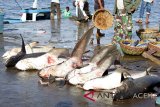 Nelayan melelang ikan hiu di Pelabuhan Perikanan Samudera Lampulo, Banda Aceh, Sabtu (20/10). Menteri Kelautan dan Perikanan memperketat penangkapan ikan hiu yang spesiesnya mulai terancam punah dan selain melakukan koordinasi dengan pemerintah daerah agar menghentikan penangkapan ikan hiu dan termasuk pari manta yang populasinya menurun. (Antara Aceh/Ampelsa))