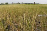 Petani melintas di dekat tanaman padi yang gagal tumbuh di Sidomulyo, Sawahan, Kabupaten Madiun, Jawa Timur, Jumat (12/10). Akibat kesulitan mendapatkan air irigasi pada musim kemarau, banyak tanaman padi di wilayah tersebut yang gagal tumbuh dan terancam puso. Antara Jatim/Siswowidodo/mas/18.