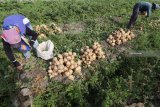 Buruh tani memanen bengkuang di area pertanian di Desa Plosorejo, Kediri, Jawa Timur, Jumat (6/10). Bengkuang menjadi komoditas andalan petani pada musim kemarau di daerah tersebut karena dapat tumbuh maksimal tanpa memerlukan banyak air dan harga jualnya stabil pada kisaran Rp2.800 per kilogram. Antara Jatim/Prasetia Fauzani/mas/18.