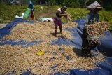 Petani menjemur kacang tolo di persawahan kawasan Porong, Sidoarjo, Jawa Timur, Senin (8/10). Kacang tolo yang merupakan bahan dasar pembuatan 'Lentho' tersebut dipasarkan ke sejumlah daerah di Jawa Timur dengan harga Rp15.000 per kilogram. Antara Jatim/Umarul Faruq/mas/18