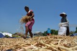 Petani menjemur kacang tolo di persawahan kawasan Porong, Sidoarjo, Jawa Timur, Senin (8/10). Kacang tolo yang merupakan bahan dasar pembuatan 'Lentho' tersebut dipasarkan ke sejumlah daerah di Jawa Timur dengan harga Rp15.000 per kilogram. Antara Jatim/Umarul Faruq/mas/18