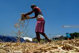 Petani menjemur kacang tolo di persawahan kawasan Porong, Sidoarjo, Jawa Timur, Senin (8/10). Kacang tolo yang merupakan bahan dasar pembuatan 'Lentho' tersebut dipasarkan ke sejumlah daerah di Jawa Timur dengan harga Rp15.000 per kilogram. Antara Jatim/Umarul Faruq/mas/18