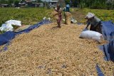 Petani menjemur kacang tolo di persawahan kawasan Porong, Sidoarjo, Jawa Timur, Senin (8/10). Kacang tolo yang merupakan bahan dasar pembuatan 'Lentho' tersebut dipasarkan ke sejumlah daerah di Jawa Timur dengan harga Rp15.000 per kilogram. Antara Jatim/Umarul Faruq/mas/18