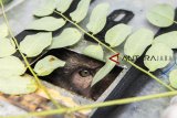 Seekor monyet ekor panjang (Macaca fascicularis) terlihat di dalam kandang sebelum pelepasliaran eks topeng monyet di Bandung, Jawa Barat, Jumat (26/10/2018). Sebanyak 17 ekor monyet ekor panjang akan dilepasliarkan kembali ke habitatnya di Cagar Alam Gunung Tilu setelah melalui proses rehabilitasi selama tiga tahun di Rumah Sakit Hewan Provinsi Jawa Barat. ANTARA JABAR/M Agung Rajasa/agr.
