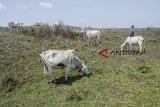 Petani menggembala sapi di desa Ujung Genteng, Kabupaten Sukabumi, Jawa Barat, Senin (8/10). Kementerian Pertanian menyatakan Upaya Khusus Sapi Indukan Wajib Bunting (Siwab) telah meningkatkan populasi sapi Indonesia dari 13 juta hingga 16,8 juta ekor. ANTARA JABAR/Nurul Ramadhan/agr/18