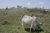 Petani menggembala sapi di desa Ujung Genteng, Kabupaten Sukabumi, Jawa Barat, Senin (8/10). Kementerian Pertanian menyatakan Upaya Khusus Sapi Indukan Wajib Bunting (Siwab) telah meningkatkan populasi sapi Indonesia dari 13 juta hingga 16,8 juta ekor. ANTARA JABAR/Nurul Ramadhan/agr/18