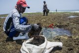 Warga mengambill rumput laut di pinggiran pantai Minajaya, Kabupaten Sukabumi, Jawa Barat, Selasa (9/10). Menurut data Badan Pusat statistik ekspor rumput laut Indonesia periode Januari hingga Agustus 2018 senilai US$ 129,92 juta atau naik 54,46 persen dari kinerja periode sama tahun lalu di US$ 84,12 juta. ANTARA JABAR/Nurul Ramadhan/agr/18