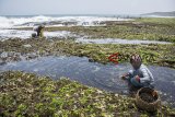 Warga mengambill rumput laut di pinggiran pantai Minajaya, Kabupaten Sukabumi, Jawa Barat, Selasa (9/10). Menurut data Badan Pusat statistik ekspor rumput laut Indonesia periode Januari hingga Agustus 2018 senilai US$ 129,92 juta atau naik 54,46 persen dari kinerja periode sama tahun lalu di US$ 84,12 juta. ANTARA JABAR/Nurul Ramadhan/agr/18