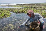 Warga mengambill rumput laut di pinggiran pantai Minajaya, Kabupaten Sukabumi, Jawa Barat, Selasa (9/10). Menurut data Badan Pusat statistik ekspor rumput laut Indonesia periode Januari hingga Agustus 2018 senilai US$ 129,92 juta atau naik 54,46 persen dari kinerja periode sama tahun lalu di US$ 84,12 juta. ANTARA JABAR/Nurul Ramadhan/agr/18