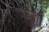 ANTARA FOTO/Yulius Satria WijaSebuah label berisi informasi tentang pohon dipasang di sebuah pohon di Jalan Ahmad Yani, Kota Bogor, Jawa Barat, Rabu (31/10/18). Berdasarkan data Dinas Pertamanan Kota Bogor diperkirakan ada ratusan pohon rawan tumbang di Kota Bogor yang tersebar di beberapa titik dari jumlah keseluruhan 14 ribu pohon. Namun baru 338 pohon yang sudah diperiksa dan masuk dalam program kartu tanda pohon (KTP). ANTARA JABAR/Yulius Satria Wijaya/agr.ya (ANTARA FOTO/Yulius Satria Wijaya)