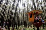 Pengunjung berwisata di hutan pinus agrowisata Gunung Pancar, Bogor, Jawa Barat, Sabtu (20/10/2018). Realisasi program Hutan Sosial di wilayah Jawa Barat saat ini sudah mencapai 12.534 hektar dari total 180 ribu hektar yang ditargetkan pemerintah pusat. ANTARA JABAR/Yulius Satria Wijaya/agr.