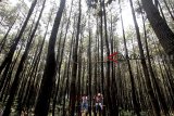 Pengunjung berwisata di hutan pinus agrowisata Gunung Pancar, Bogor, Jawa Barat, Sabtu (20/10/2018). Realisasi program Hutan Sosial di wilayah Jawa Barat saat ini sudah mencapai 12.534 hektar dari total 180 ribu hektar yang ditargetkan pemerintah pusat. ANTARA JABAR/Yulius Satria Wijaya/agr.