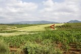 Suasana lahan di area proyek perencanaan pembangunan Bandara Sukabumi, Cikembar, Kabupaten Sukabumi, Jawa Barat, Sabtu (20/10/2018). Pemerintah Pusat menyiapkan dana sebesar Rp400 miliar untuk pembangunan Bandara Sukabumi yang akan dimulai pada awal 2019 dan diperkirakan rampung pada tahun 2022. ANTARA JABAR/Nurul Ramadhan/agr.
