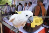 Barang bukti burung kakatua ditunjukkan ke media saat rilis perdagangan satwa dilindungi di Desa Curah Kalong, Bangsalsari, Jember, Jawa Timur, Selasa (9/10). Polisi dan petugas Balai Besar Konservasi Sumber Daya Alam Jawa Timur mengamankan satwa yang dilindungi dari tempat penangkaran satwa dengan barang bukti sebanyak 443 ekor burung. Antara Jatim/Seno/mas/18. 